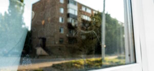 A quiet cat looking out of a window, with reflections of a building overlaying the glass — evoking stillness, recovery, and observation.