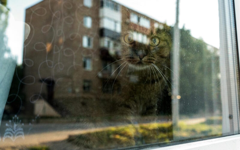 A quiet cat looking out of a window, with reflections of a building overlaying the glass — evoking stillness, recovery, and observation.