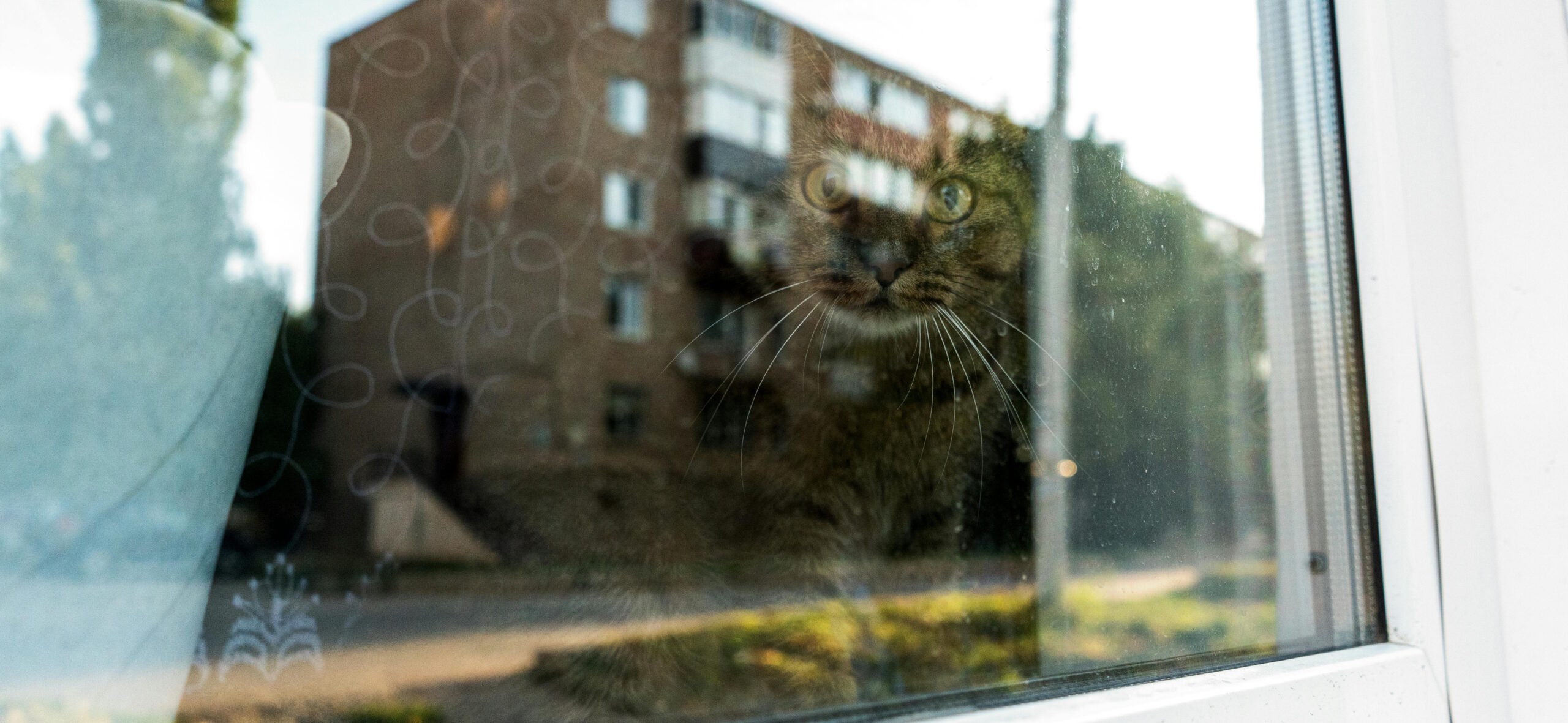 A quiet cat looking out of a window, with reflections of a building overlaying the glass — evoking stillness, recovery, and observation.